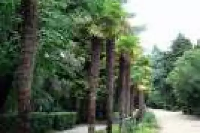 Гурзуфский парк 